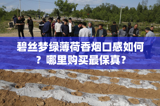 碧丝梦绿薄荷香烟口感如何？哪里购买最保真？